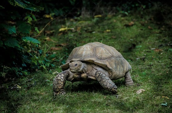 Galapagos turtle