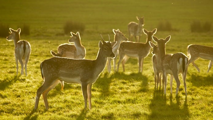 Deer in Richmond Park in West London