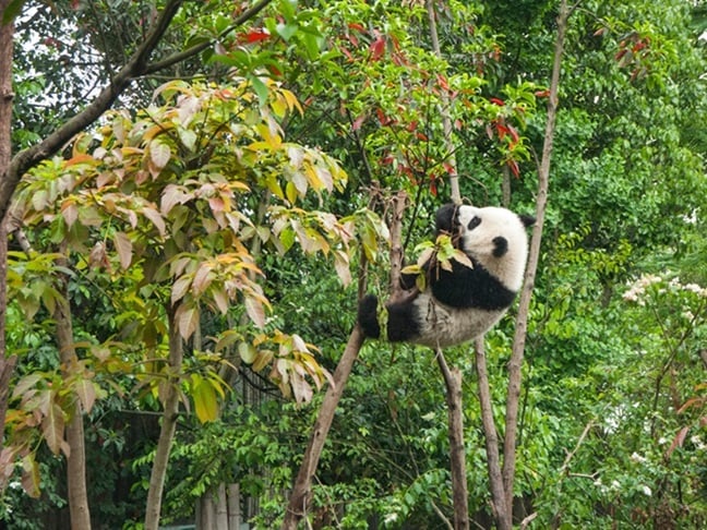 panda climbing tree